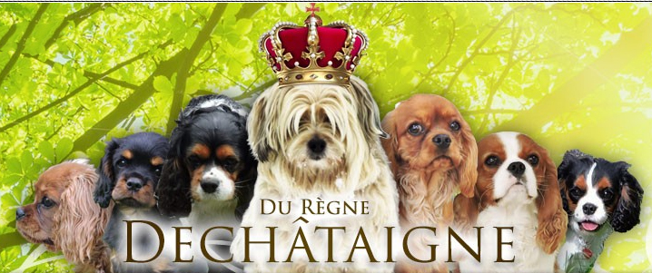 logo reve de chataignes